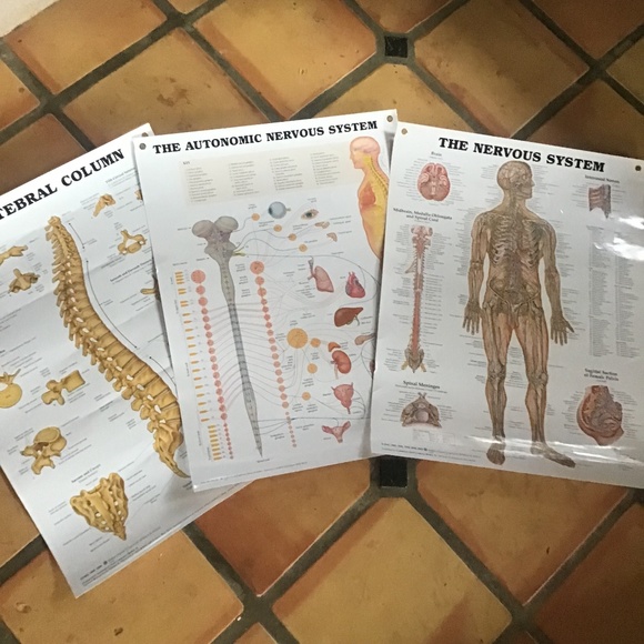 None Holiday Large Laminated Medical Charts 3 Pieces Poshmark